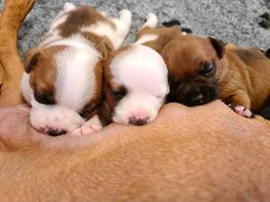 AlmoStaffs litter 2020