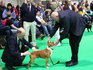 Crufts 2020