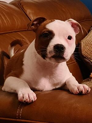 CASSI 15 WEEKS