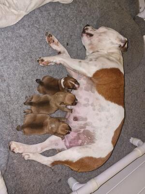 Cassi pups Oct 23