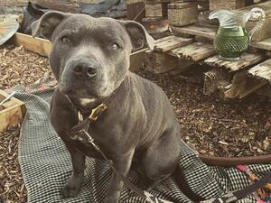 Blue- at the allotment!