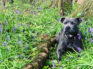 Blue- looking regal!
