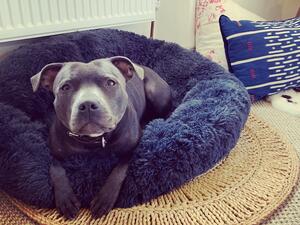 Blue in the bedroom basket!