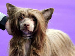 chocolate newfoundland dog