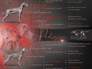 Loud Lady Pedigree
