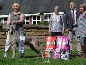 Xander winning weimaraner association puppy of the