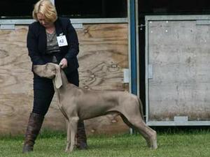 Xander WA champ show 2017 gaining Junior Warrant