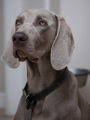 Head shot
