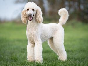 Azazel’s Loveday ( Thelma)