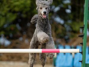 Teddy in silver robes at Azazel