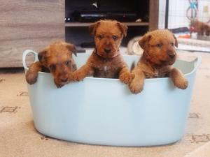 3 in a bucket!