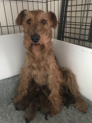 Day 1 - Toff and 7 pups