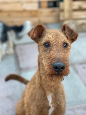 Gryff