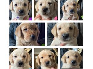 Puppies 4 weeks old