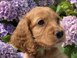 Boy pup 6 weeks old