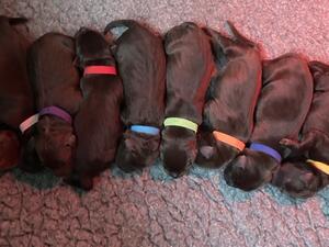 Pup 2 weeks old