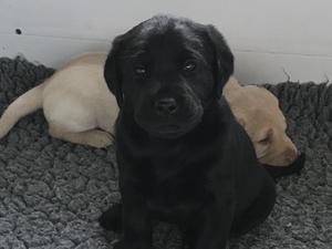 Girl pup 4 weeks