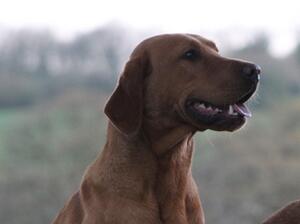 Bonfire Glow of Bradridge ‘Rigsby’