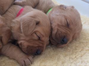 2 of the girls