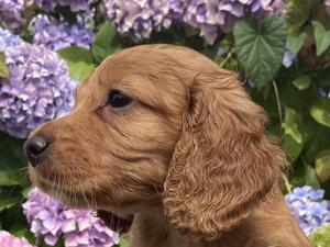 Girl pup 6 weeks old