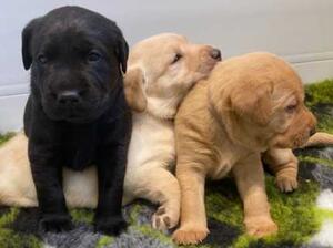Pups 4 Weeks old