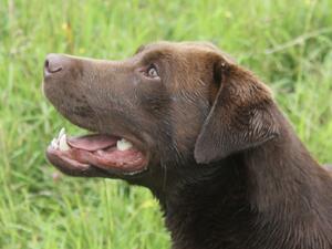 Tregearvean sir Lancelot of Bradridge