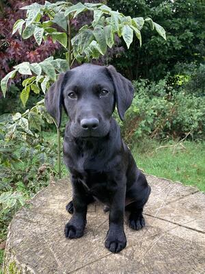 Available Boy Puppy