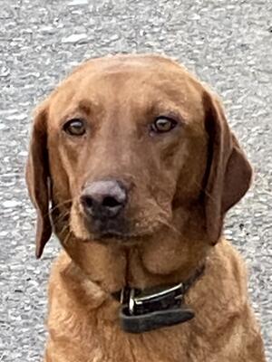 Mordonmanor Brandy Snap of Bradridge