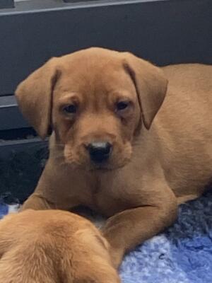 Available pups