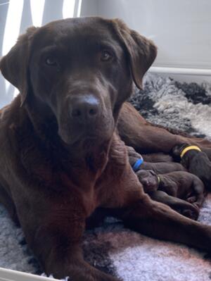 Mum and pups