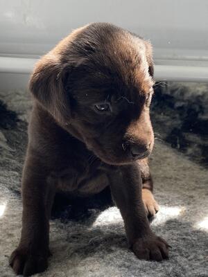 Girl pup 4 weeks old