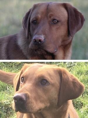 Dad top, Mum bottom.