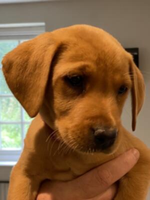 1 of the girl pups available