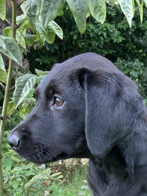 Available boy puppy