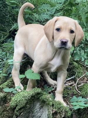 Jess 10 weeks old