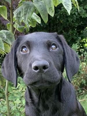 Available Boy Puppy