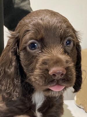 Available Boy Pup