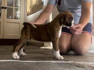 Peebles at 8 weeks Sept 2024