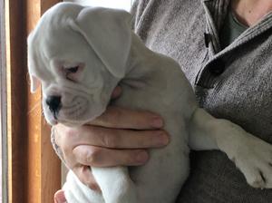 lovely white boxer male