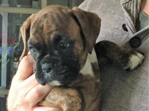 lovely brindle female