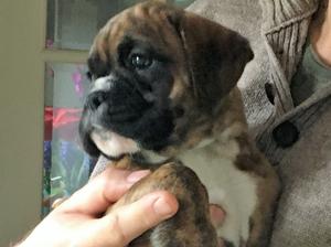 lovely brindle male