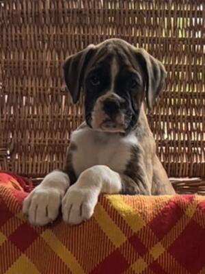 Pru - Br/W female
