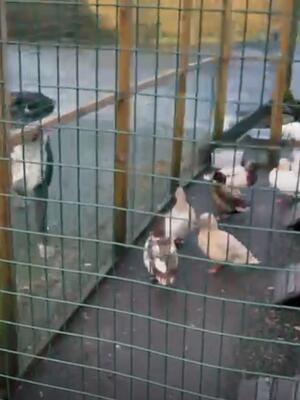 Lola being socialised with the call ducks