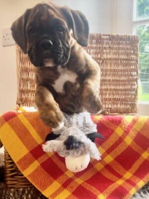 Wilma Br/W female