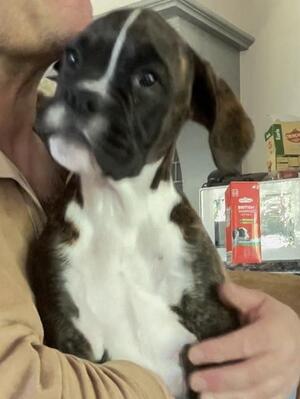 Lola as 12 week old Puppy