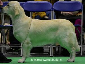 Lottie at Crufts 2023