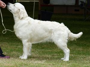 Jake winning Best Puppy Dog at Paignton Ch Show