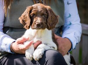 Pup from Mac (Purdey)