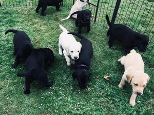 PUPPIES