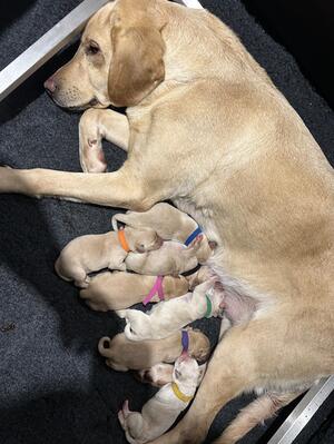 Litter at 1 day